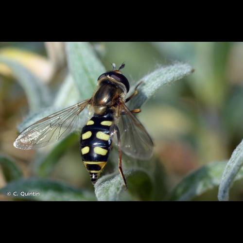 <i>Eupeodes corollae</i> (Fabricius, 1794) © C. Quintin