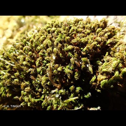 <i>Zygodon rupestris</i> Schimp. ex Lorentz, 1865 &copy; H. TINGUY