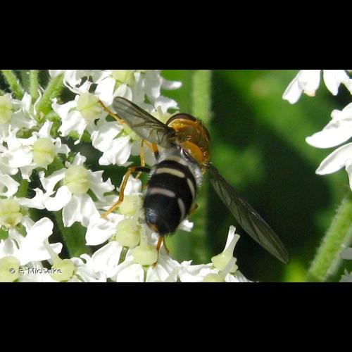 <i>Leucozona glaucia</i> (Linnaeus, 1758) &copy; F. Michalke
