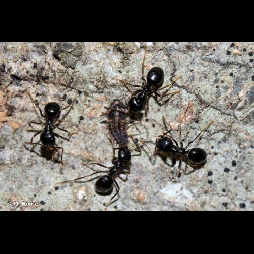 <i>Lasius fuliginosus</i> (Latreille, 1798) © Q. Rome
