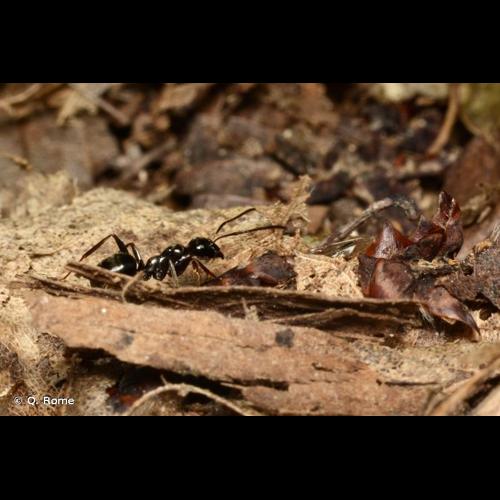 <i>Formica gagates</i> Latreille, 1798 © Q. Rome