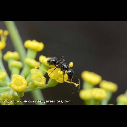 <i>Camponotus piceus</i> (Leach, 1825) © Q. Rome / LPR Corse 2020, MNHN, OFB, CdC