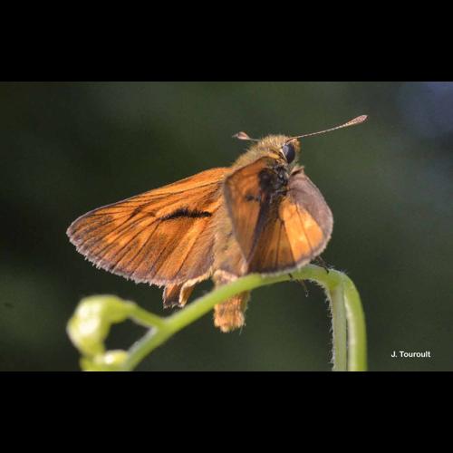 <i>Ochlodes sylvanus</i> (Esper, 1777) © J. Touroult
