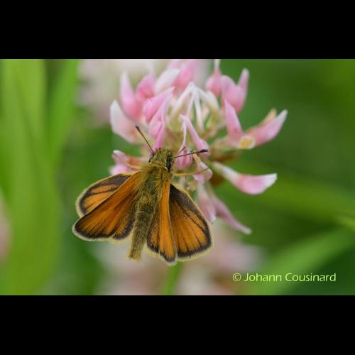<i>Thymelicus lineola</i> (Ochsenheimer, 1808) © Johann Cousinard
