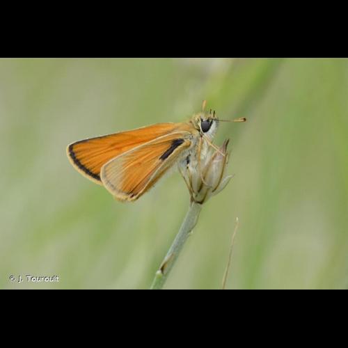 <i>Thymelicus sylvestris</i> (Poda, 1761) © J. Touroult