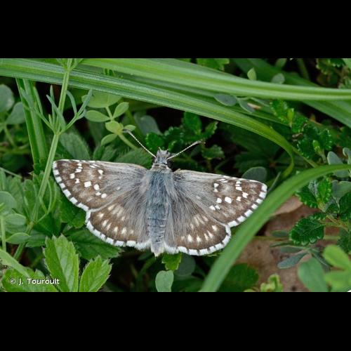 <i>Pyrgus carthami</i> (Hübner, 1813) &copy; J. Touroult