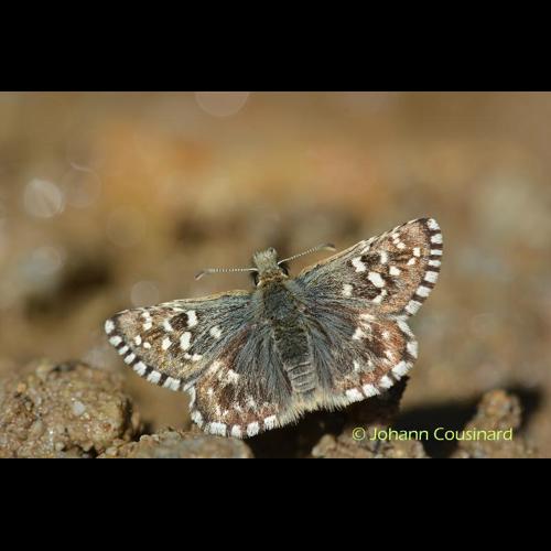 <i>Pyrgus malvoides</i> (Elwes & Edwards, 1897) © Johann Cousinard