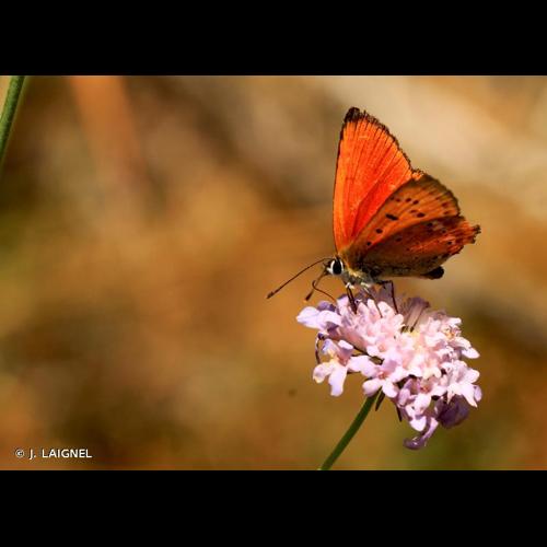 <i>Lycaena virgaureae</i> (Linnaeus, 1758) &copy; J. LAIGNEL