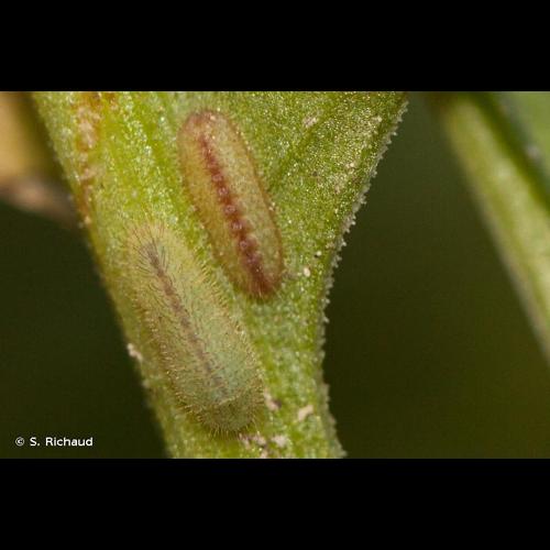 <i>Lycaena alciphron</i> (Rottemburg, 1775) &copy; S. Richaud