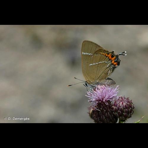 <i>Satyrium w-album</i> (Knoch, 1782) © D. Demergès