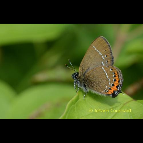 <i>Satyrium pruni</i> (Linnaeus, 1758) © Johann Cousinard
