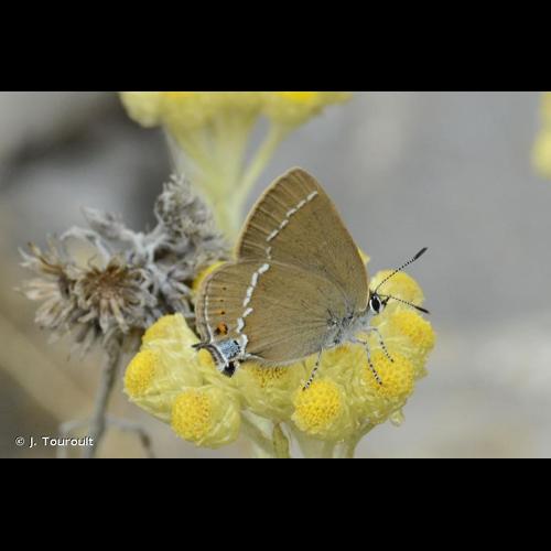 <i>Satyrium spini</i> (Denis & Schiffermüller, 1775) &copy; J. Touroult
