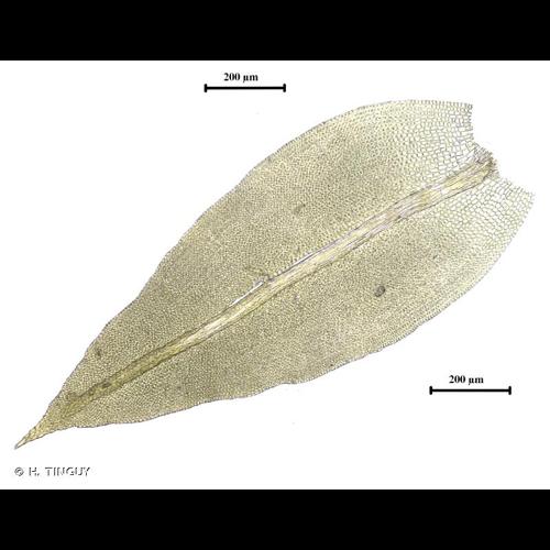 <i>Zygodon viridissimus</i> (Dicks.) Brid., 1826 © H. TINGUY