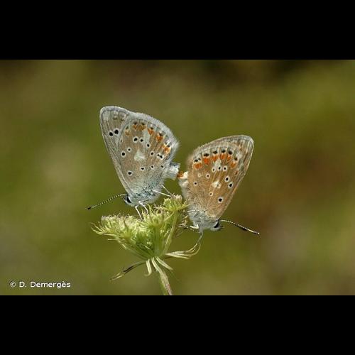 <i>Polyommatus dorylas</i> (Denis & Schiffermüller, 1775) © D. Demergès