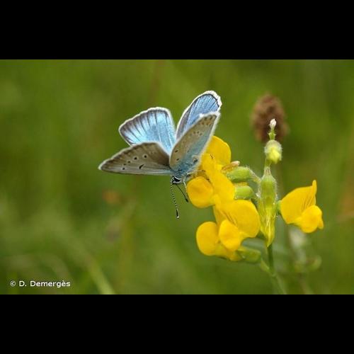 <i>Polyommatus amandus</i> (Schneider, 1792) © D. Demergès