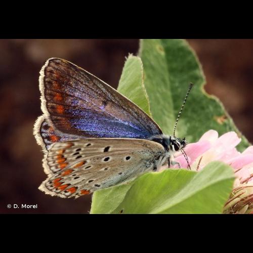<i>Polyommatus thersites</i> (Cantener, 1835) &copy; D. Morel