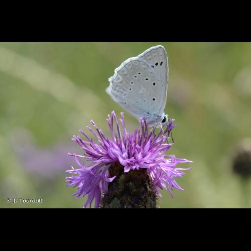 <i>Polyommatus daphnis</i> (Denis & Schiffermüller, 1775) © J. Touroult