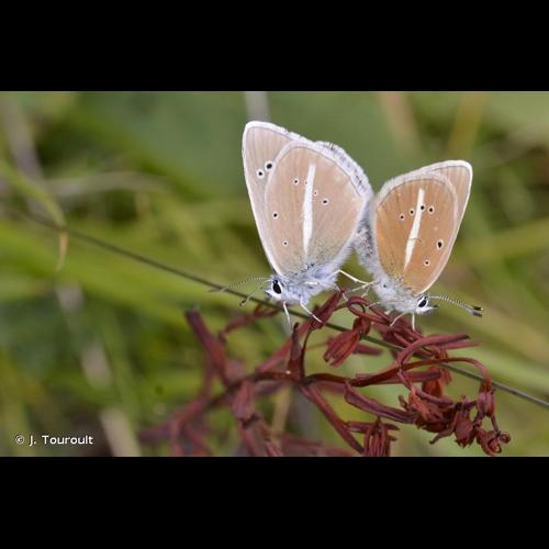 <i>Polyommatus damon</i> (Denis & Schiffermüller, 1775) © J. Touroult