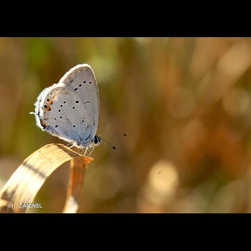 <i>Cupido argiades</i> (Pallas, 1771) &copy; J. LAIGNEL