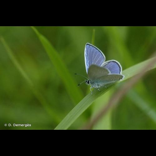 <i>Cupido alcetas</i> (Hoffmannsegg, 1804) © D. Demergès