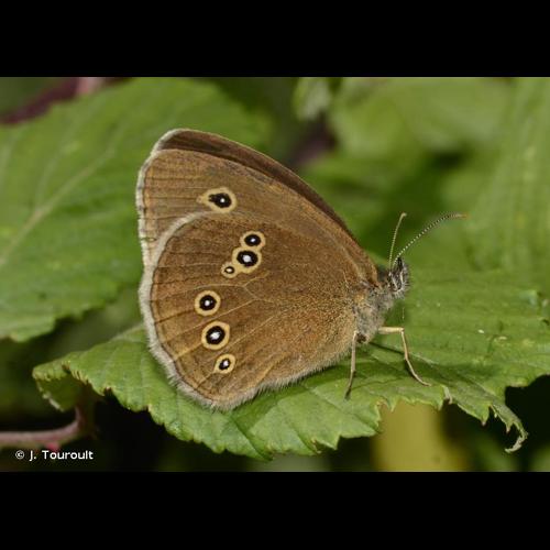 <i>Aphantopus hyperantus</i> (Linnaeus, 1758) © J. Touroult
