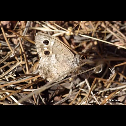 <i>Hipparchia statilinus</i> (Hufnagel, 1766) &copy; P. Gourdain