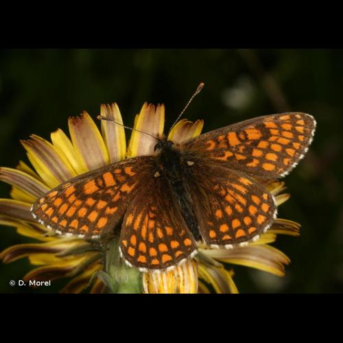 <i>Melitaea aurelia</i> Nickerl, 1850 &copy; D. Morel