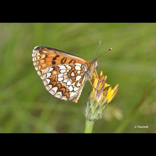 <i>Melitaea athalia</i> (Rottemburg, 1775) &copy; J. Touroult