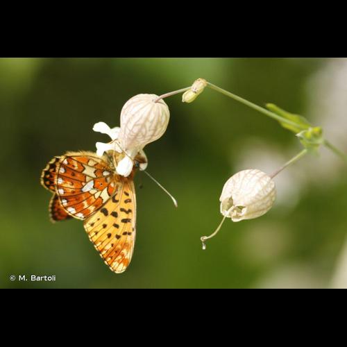 <i>Boloria euphrosyne</i> (Linnaeus, 1758) © M. Bartoli