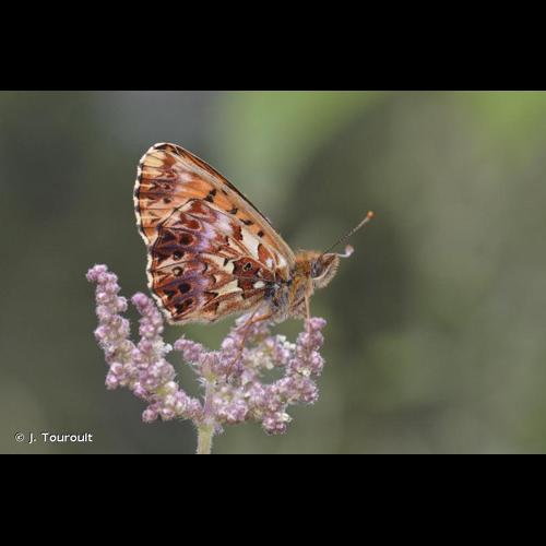 <i>Boloria titania</i> (Esper, 1793) © J. Touroult