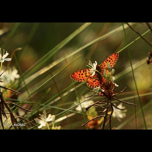 <i>Boloria selene</i> (Denis & Schiffermüller, 1775) &copy; J. LAIGNEL