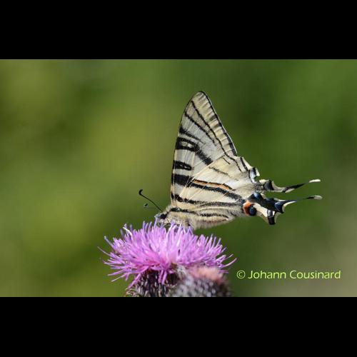 <i>Iphiclides feisthamelii</i> (Duponchel, 1832) © Johann Cousinard