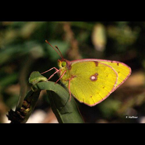 <i>Colias alfacariensis</i> Ribbe, 1905 © P. Haffner