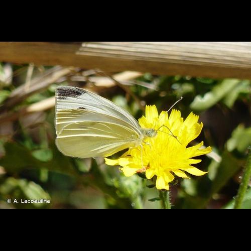 <i>Pieris mannii</i> (Mayer, 1851) © A. Lacoeuilhe