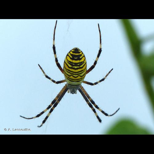 <i>Argiope bruennichi</i> (Scopoli, 1772) © A. Lacoeuilhe