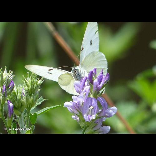 <i>Pieris rapae</i> (Linnaeus, 1758) © A. Lacoeuilhe