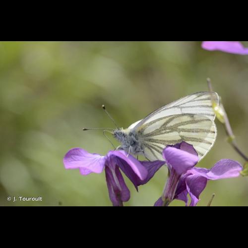 <i>Pieris napi</i> (Linnaeus, 1758) © J. Touroult