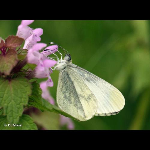 <i>Leptidea reali</i> Reissinger, 1990 © D. Morel