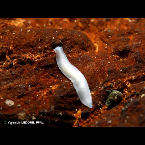 <i>Dendrocoelum lacteum</i> (Müller, 1774) &copy; Yannick LEDORÉ, FFAL