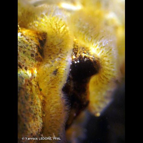 <i>Cristatella mucedo</i> Cuvier, 1798 © Yannick LEDORÉ, FFAL