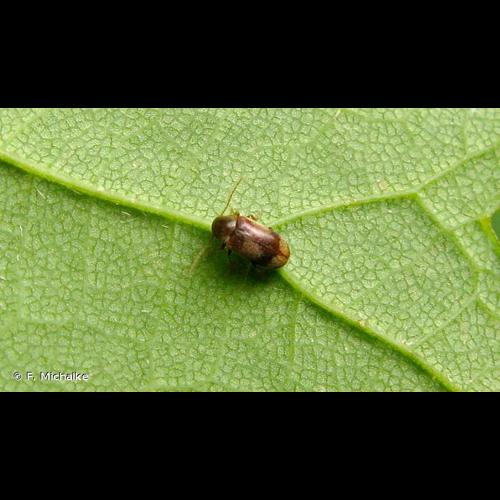 <i>Ochina ptinoides</i> (Marsham, 1802) © F. Michalke