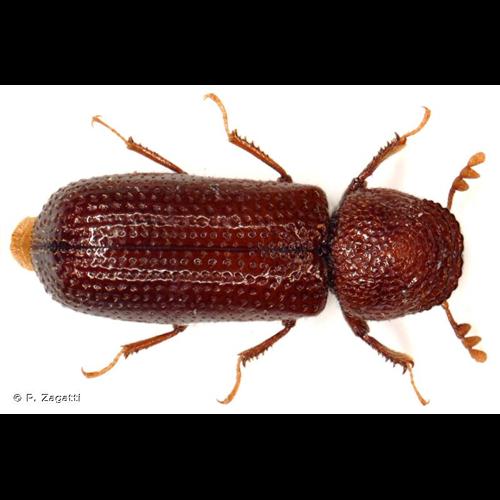 <i>Rhyzopertha dominica</i> (Fabricius, 1792) © P. Zagatti