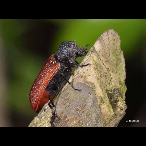 <i>Bostrichus capucinus</i> (Linnaeus, 1758) &copy; J. Touroult