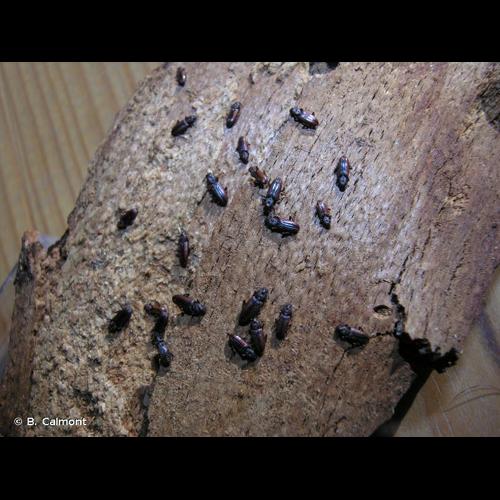 <i>Bothrideres bipunctatus</i> (Gmelin, 1790) © B. Calmont