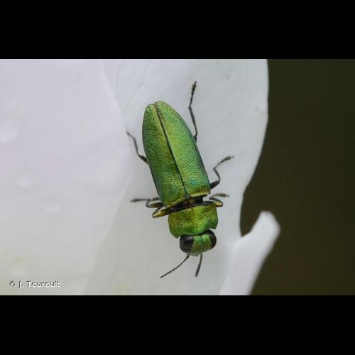 <i>Anthaxia nitidula</i> (Linnaeus, 1758) © J. Touroult
