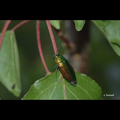 <i>Eurythyrea micans</i> (Fabricius, 1792) © J. Touroult