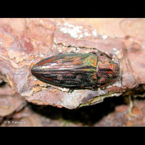 <i>Chalcophora mariana</i> (Linnaeus, 1758) &copy; B. Calmont