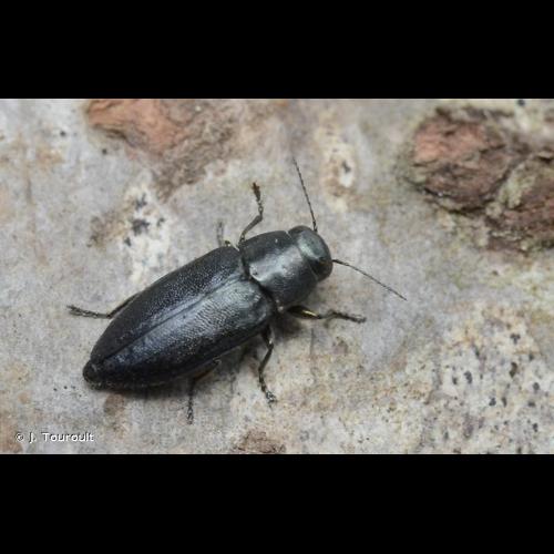 <i>Phaenops cyanea</i> (Fabricius, 1775) &copy; J. Touroult