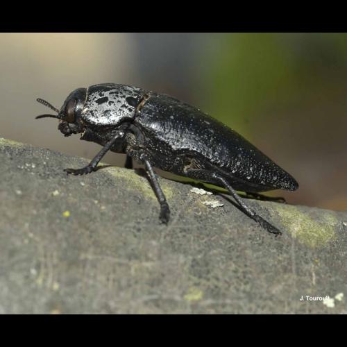 <i>Capnodis tenebrionis</i> (Linnaeus, 1761) &copy; J. Touroult
