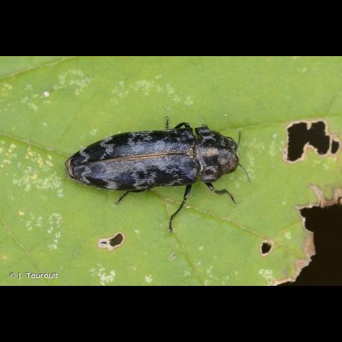<i>Coraebus rubi</i> (Linnaeus, 1767) © J. Touroult